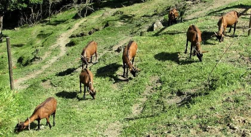 Agriturismo Paneolio Villa Collemandina Dış mekan fotoğraf