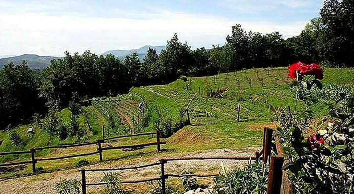 Agriturismo Paneolio Villa Collemandina Dış mekan fotoğraf