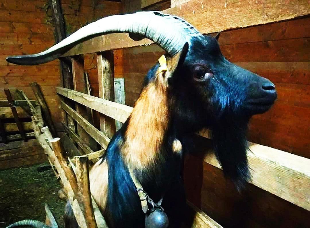 Agriturismo Paneolio Villa Collemandina Dış mekan fotoğraf