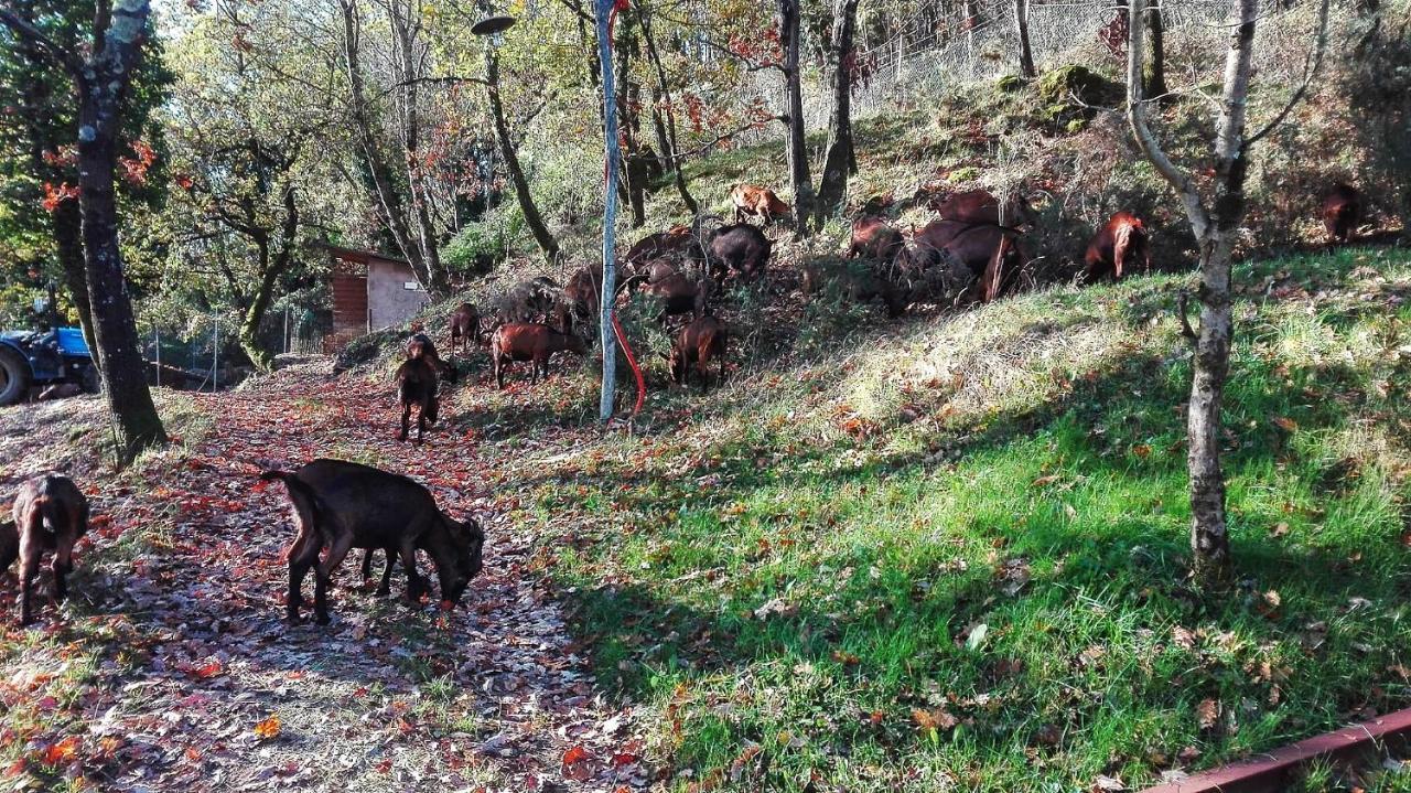 Agriturismo Paneolio Villa Collemandina Dış mekan fotoğraf