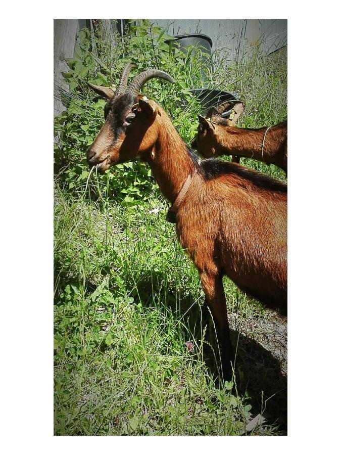 Agriturismo Paneolio Villa Collemandina Dış mekan fotoğraf